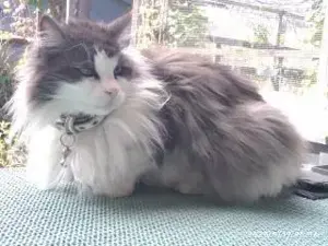 Norwegische Wald und Maine Coon Kitten