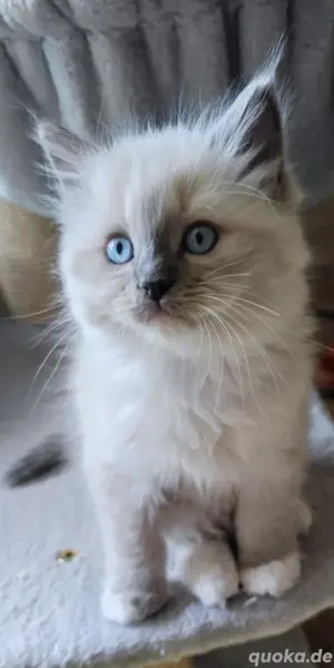 Ragdoll Kätzchen Kitten 