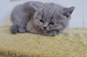BKH Kitten 1 Weibchen und 1 Männchen frei