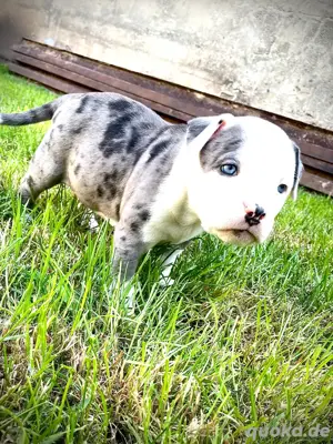American Bully Welpe Hündin 