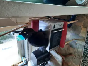 Kater sucht immer noch ein liebevolles Zuhause 