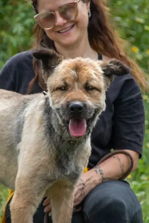 Daiki, ein lieber Wuschelhund!