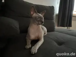 Zwei liebevolle Sphynx-Kater suchen ein neues zuhause