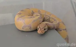 Königspython Banana Blade zu verkaufen