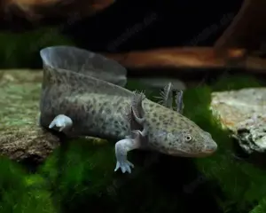 2 Männliche Axolotl (Fast ausgewachsen) (Preis für beide Axolotl)