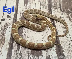 Kornnatter - Amber zu verkaufen