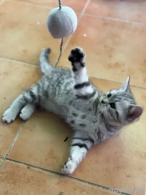 noch 3 BKH Kitten suchen ein neues Zuhause 