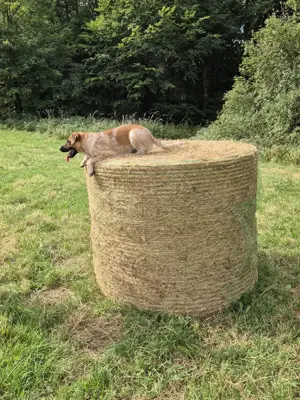 Bordercolli   Labrador Mix