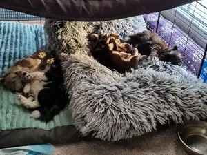 PomChi Welpen zu verkaufen. Nur noch 2 von 5  verfügbar 
