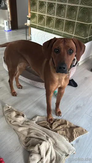 Rhodesien Ridgeback Deckrüde gesucht