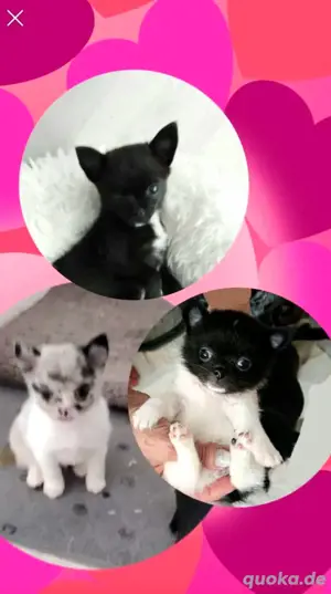 Chihuahua Welpe 