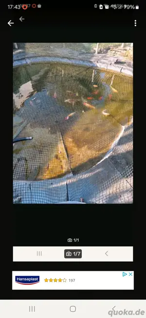 Fische Kois abzugeben