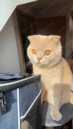 Britisch Kurzhaar-Kater sucht liebevolles Zuhause  
