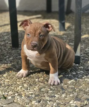 Wunderschöne American Bully Welpen zu Verkaufen!!