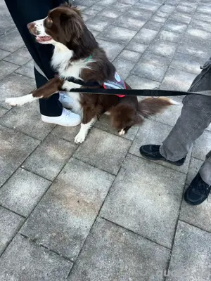 Australian Shepherd Deckrüde Red Bi Bild 4