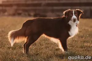 Australian Shepherd Deckrüde Red Bi