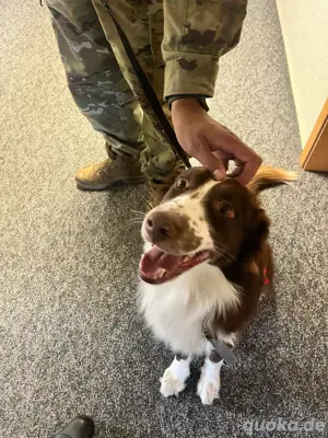 Australian Shepherd Deckrüde Red Bi Bild 3