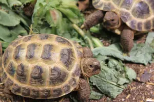Steppenschildkröte - NZ24, Vierzehenschildkröte