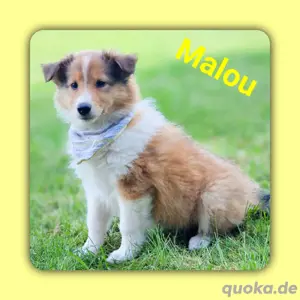 Collie Welpen, Amerikanisch, ähnl. australian shepherd 