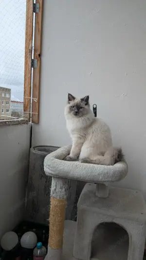 Deckkater Joey - Der Gentleman unter den Katern sucht Katzendamen mit Stil!
