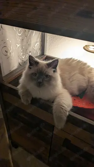 Deckkater Joey - Der Gentleman unter den Katern sucht Katzendamen mit Stil!