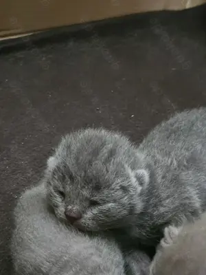 BKH Kitten blue (grau)