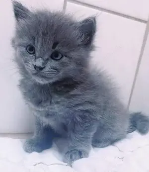 BKH mix  kitten  Bild 2