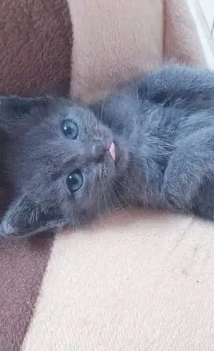 BKH mix  kitten  Bild 3