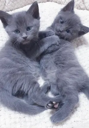 BKH mix  kitten 