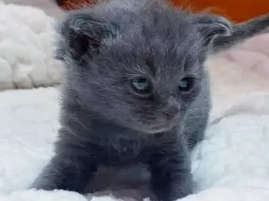 BKH mix  kitten  Bild 4