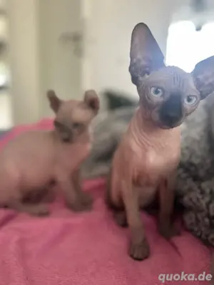 Sphynx Elf Kitten Babykatze Sphinx