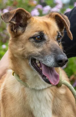 Sunny, eine selbstbewusste Dame! Bild 2