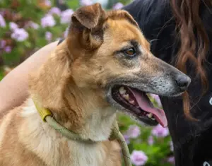 Sunny, eine selbstbewusste Dame! Bild 7