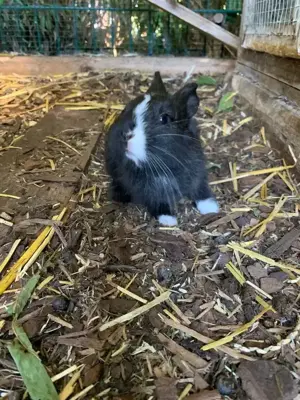 Kaninchen Häsin Holländer 