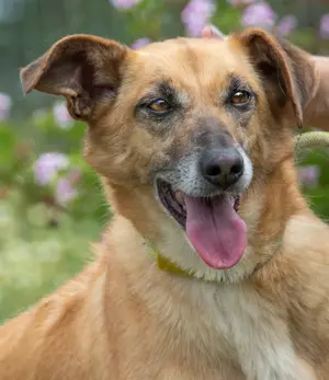 Sunny, eine selbstbewusste Dame! Bild 10