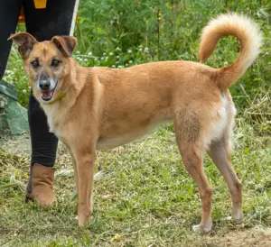 Sunny, eine selbstbewusste Dame! Bild 8