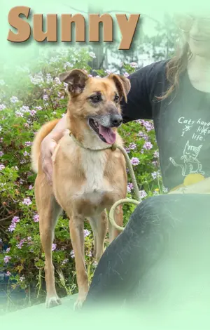 Sunny, eine selbstbewusste Dame! Bild 9