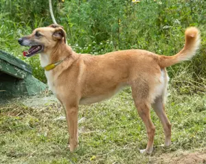 Sunny, eine selbstbewusste Dame! Bild 3