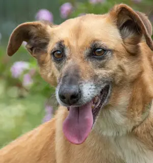 Sunny, eine selbstbewusste Dame! Bild 4