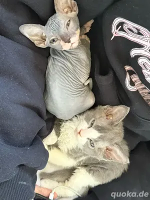 Sphynx Katzenbabys