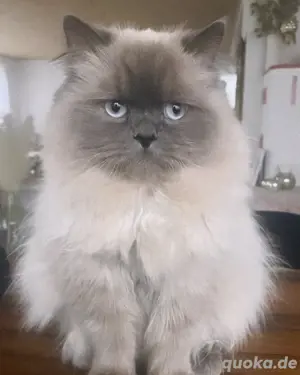 Deckkater Chinchilla Perser Blue Point