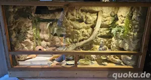 Terrarium mit 1 weiblichen Leopardengecko Weibchen 