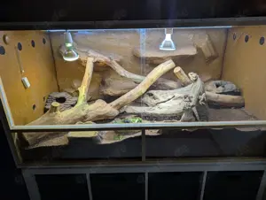 Bartagamen inkl. Terrarium und viel Zubehör 