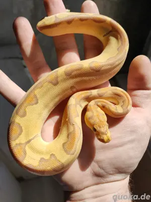 0.1 Enchi Ultramel Clown 