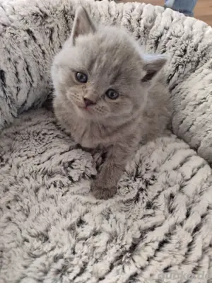 baby kitten