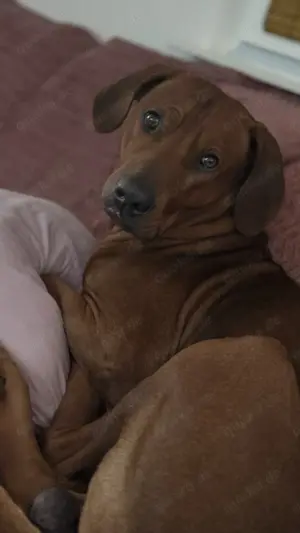 Rhodesien Ridgeback Deckrüde Bild 2