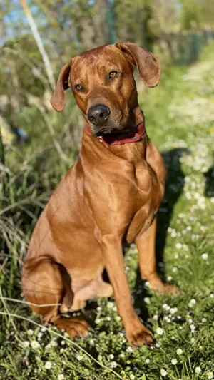Rhodesien Ridgeback Deckrüde Bild 3