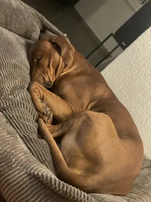 Rhodesien Ridgeback Deckrüde Bild 4