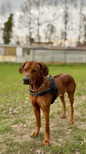 Rhodesien Ridgeback Deckrüde Bild 7