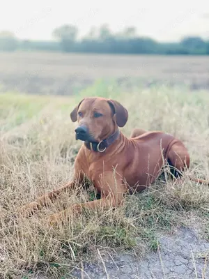 Rhodesien Ridgeback Deckrüde Bild 8